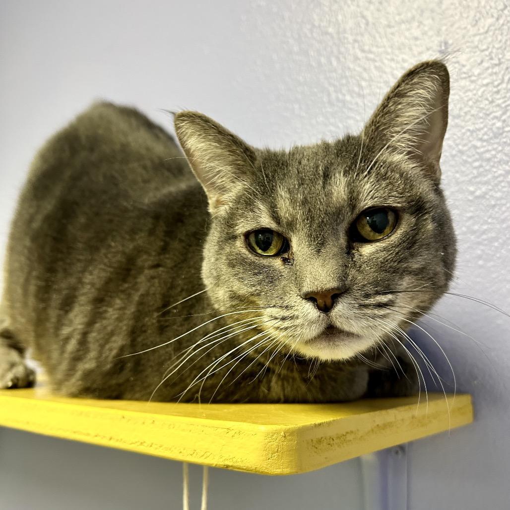 Betty, a Adoptable Domestic Short Hair in Henderson, NV image 1/3