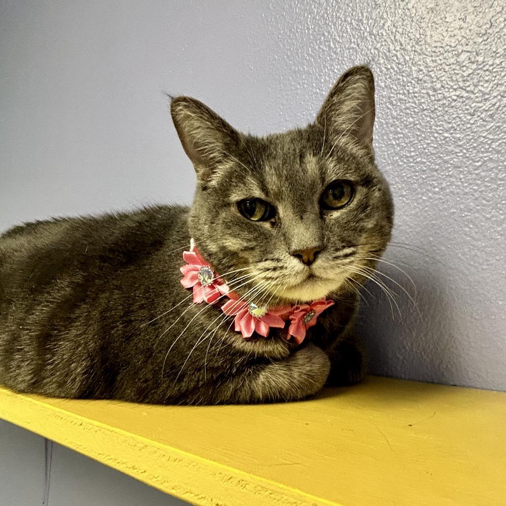 Betty, a Adoptable Domestic Short Hair in Henderson, NV image 2/3