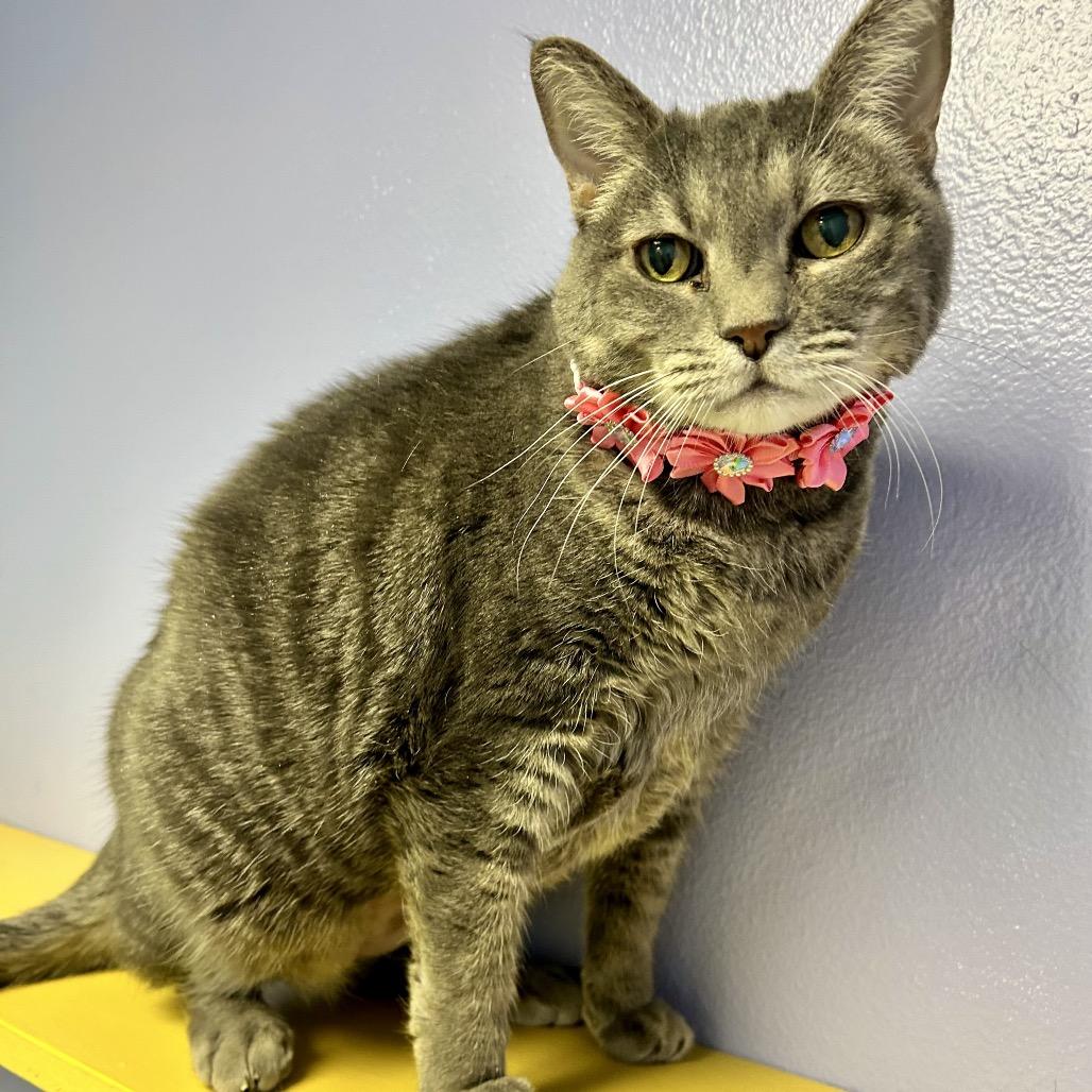 Betty, a Adoptable Domestic Short Hair in Henderson, NV image 3/3