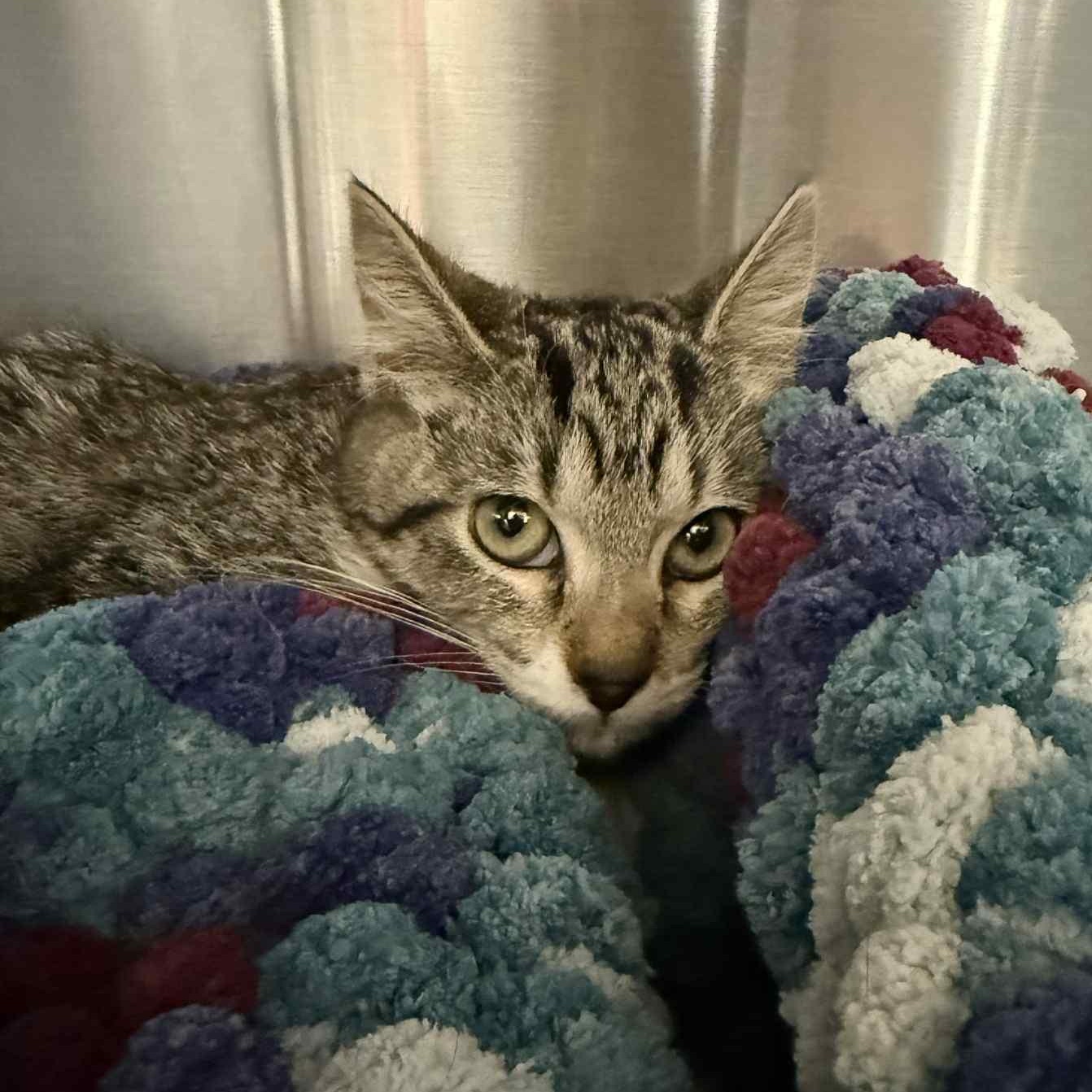 Enlarge Azlette, a Adoptable Domestic Short Hair in Antioch, CA image 3/4