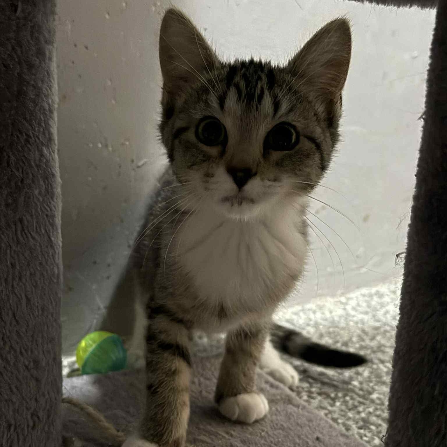 Enlarge Azlette, a Adoptable Domestic Short Hair in Antioch, CA image 4/4