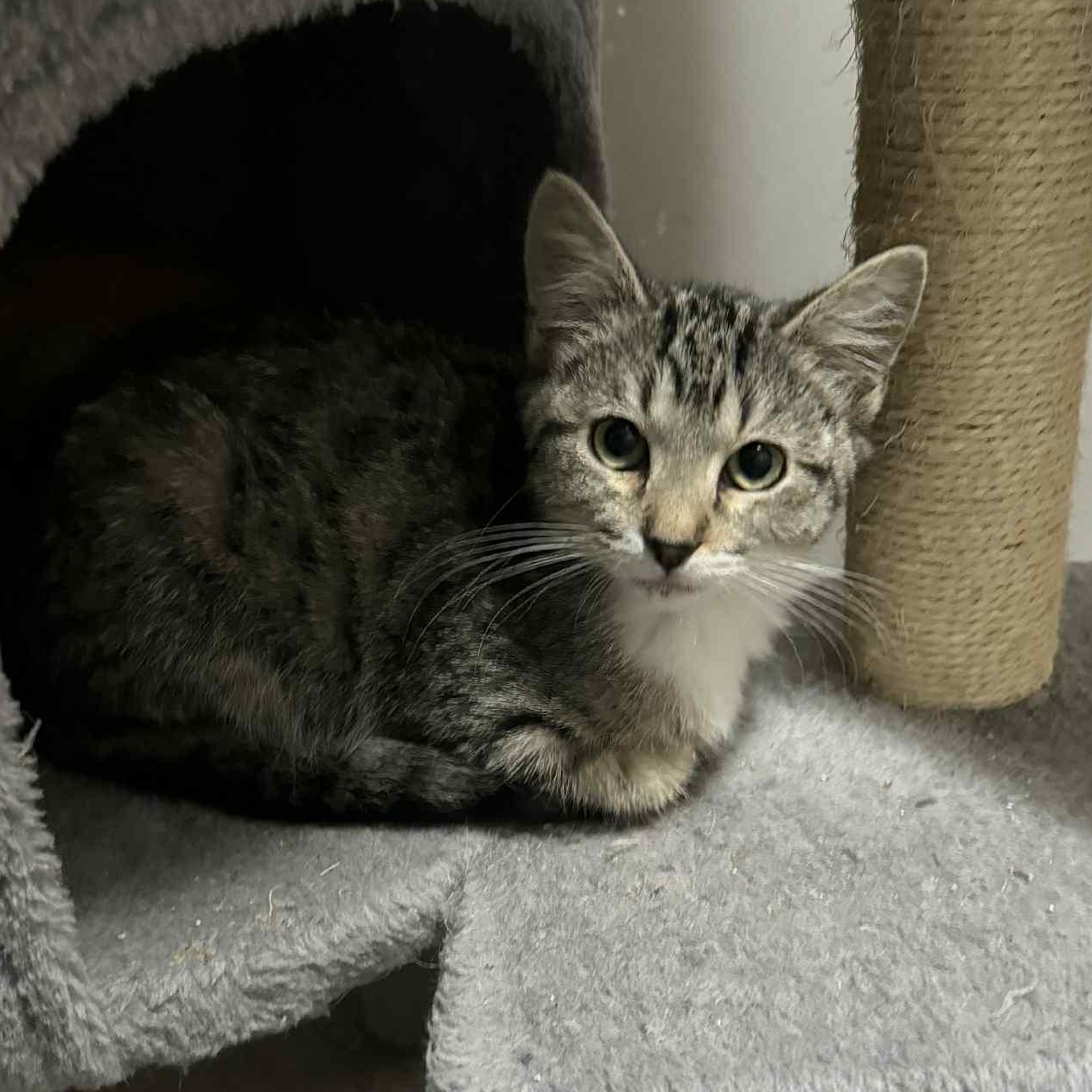 Enlarge Azlette, a Adoptable Domestic Short Hair in Antioch, CA image 2/4