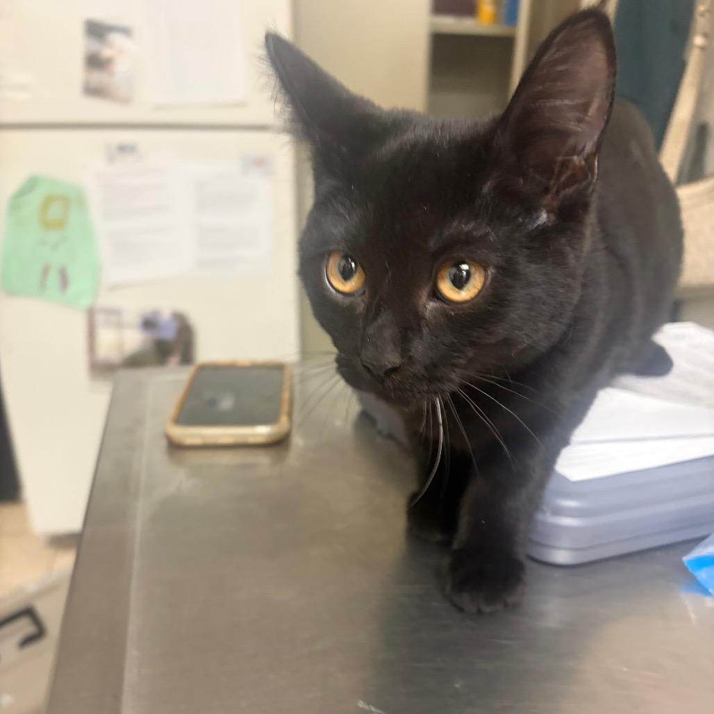 Gilligan, Adoptable, Kitten Male Domestic Short Hair.