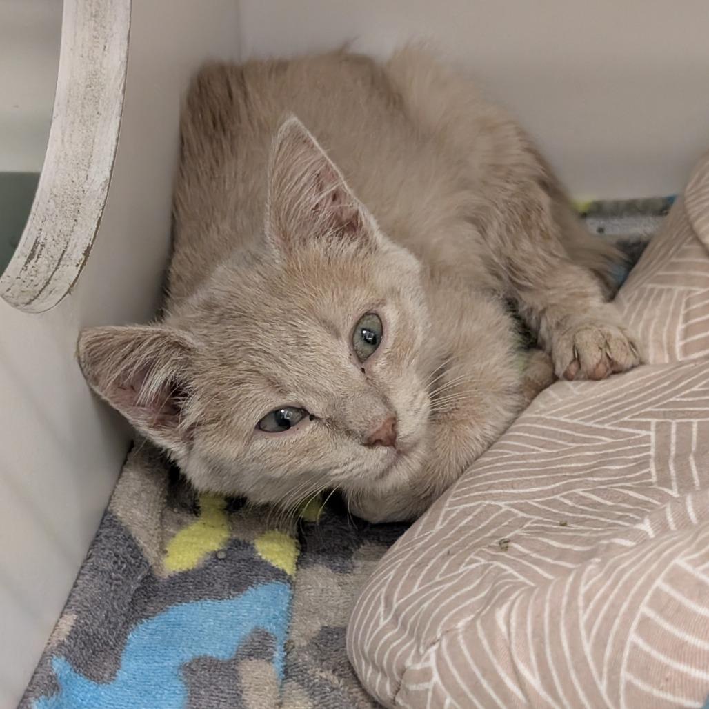 Sabertooth, Adoptable, Kitten Female Domestic Short Hair & Mixed Breed.