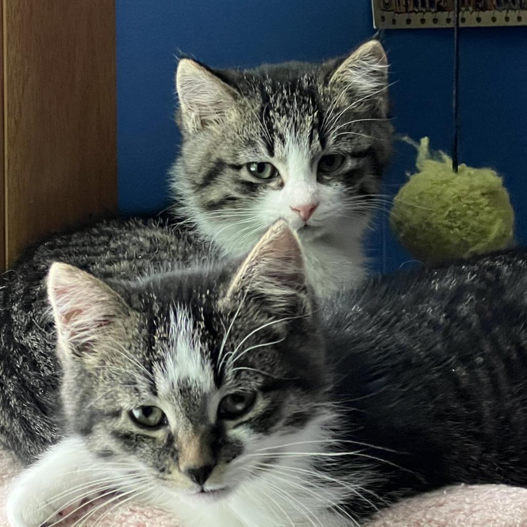 Enlarge Aurora, a Adoptable Domestic Short Hair in Madison, WI image 1/4