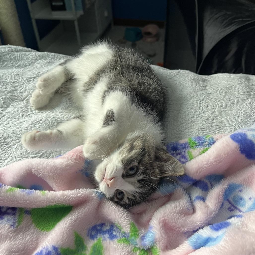 Enlarge Aurora, a Adoptable Domestic Short Hair in Madison, WI image 2/4