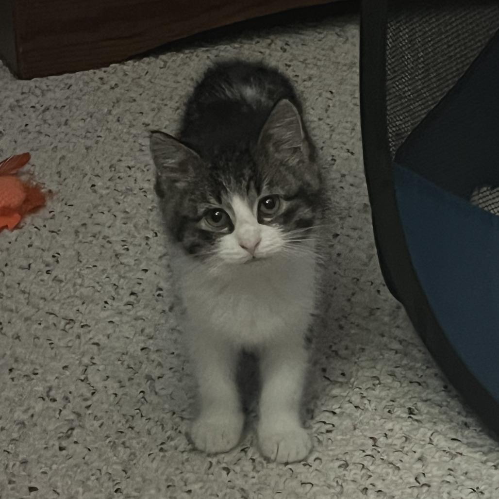 Enlarge Aurora, a Adoptable Domestic Short Hair in Madison, WI image 3/4