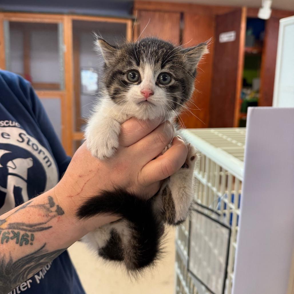 Enlarge Aurora, a Adoptable Domestic Short Hair in Madison, WI image 4/4