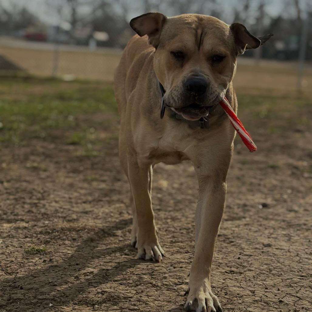 Chief, a Adoptable Mixed Breed in Independence, KS image 1/4