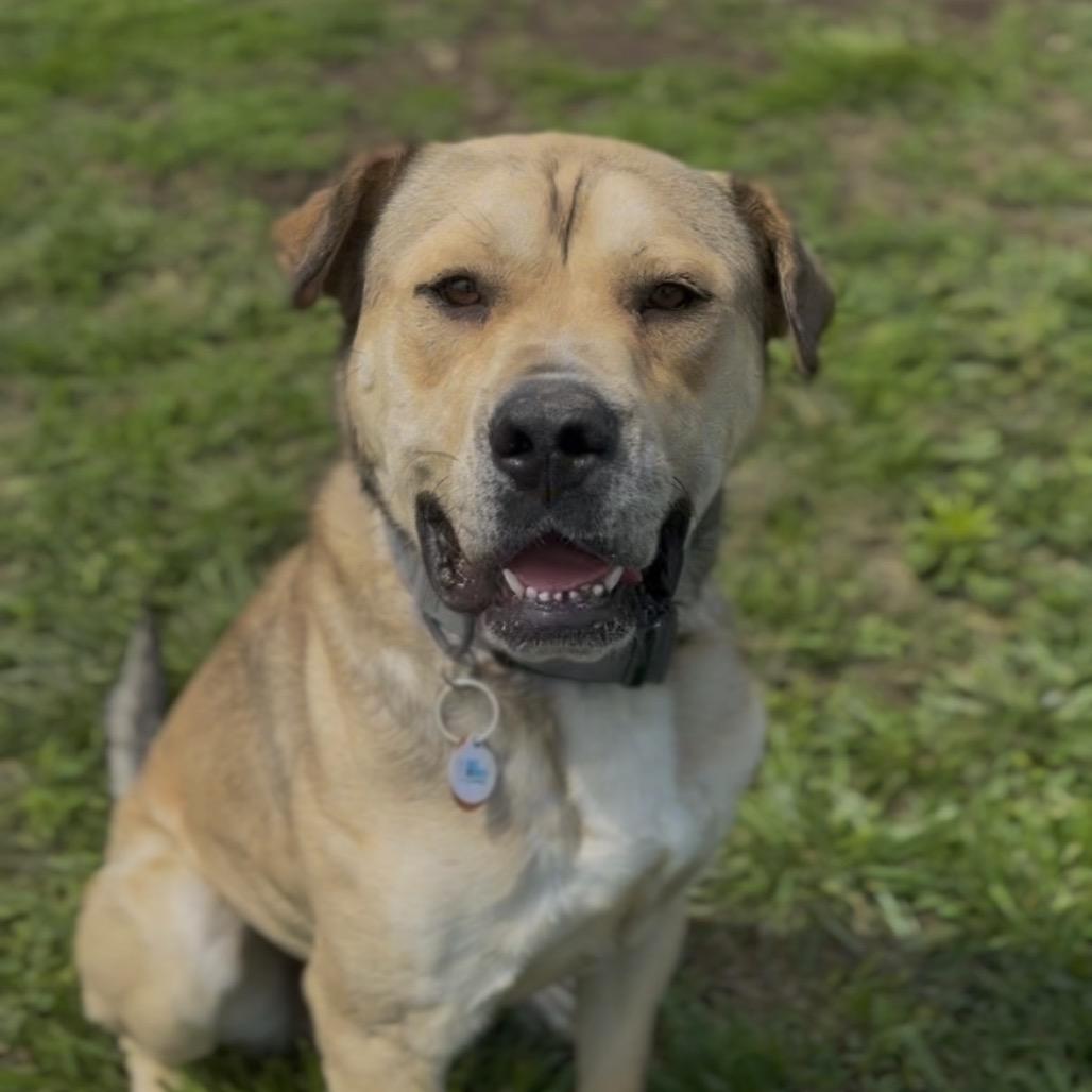 Enlarge Chief, a Adoptable Mixed Breed in Independence, KS image 2/6
