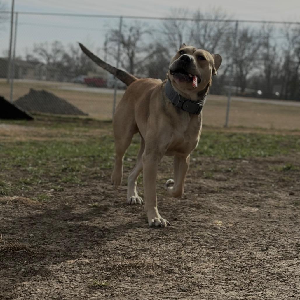 Chief, a Adoptable Mixed Breed in Independence, KS image 2/4