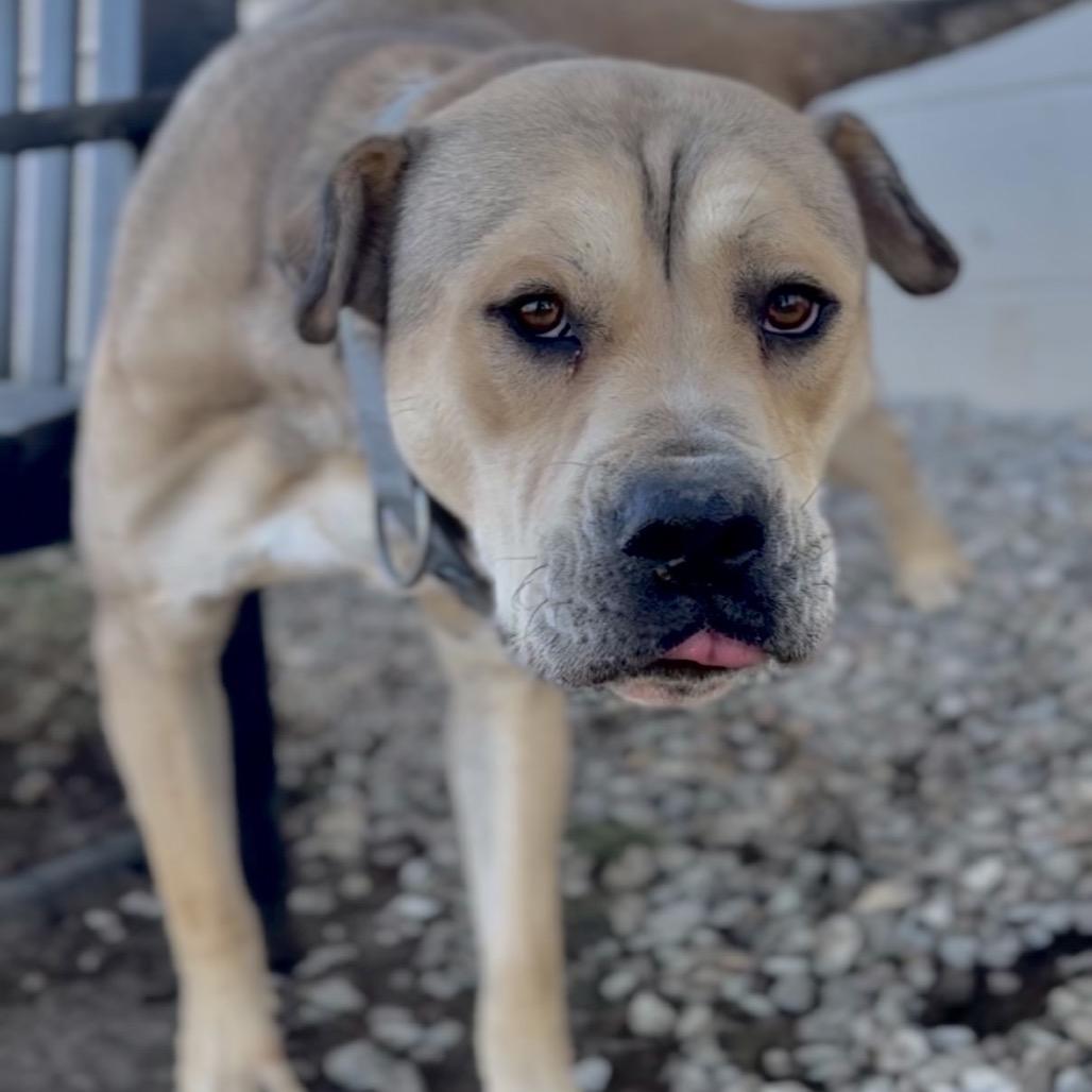 Enlarge Chief, a Adoptable Mixed Breed in Independence, KS image 4/6