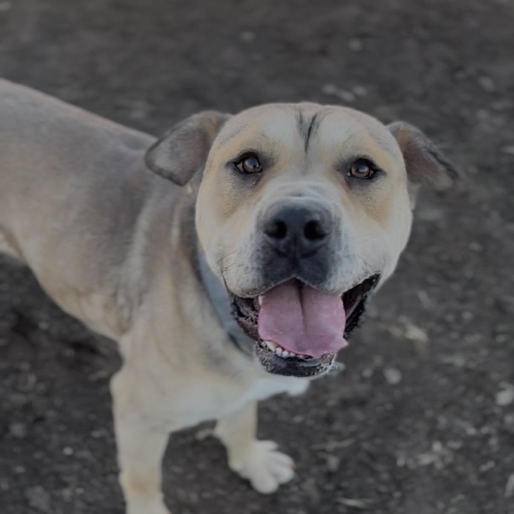 Enlarge Chief, a Adoptable Mixed Breed in Independence, KS image 5/6