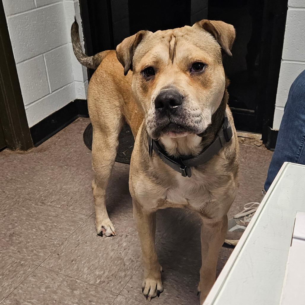 Chief, a Adoptable Mixed Breed in Independence, KS image 3/4