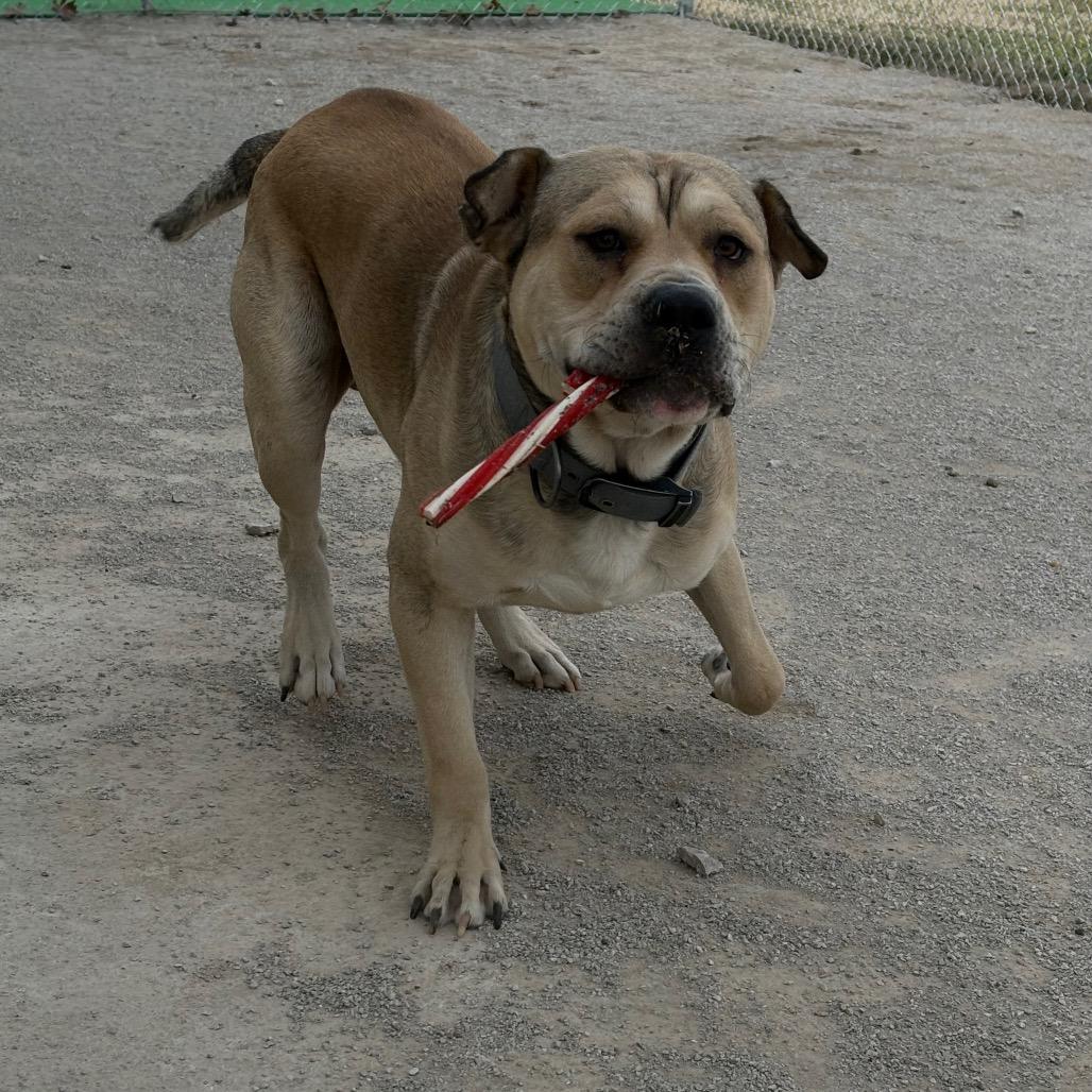 Chief, a Adoptable Mixed Breed in Independence, KS image 4/4