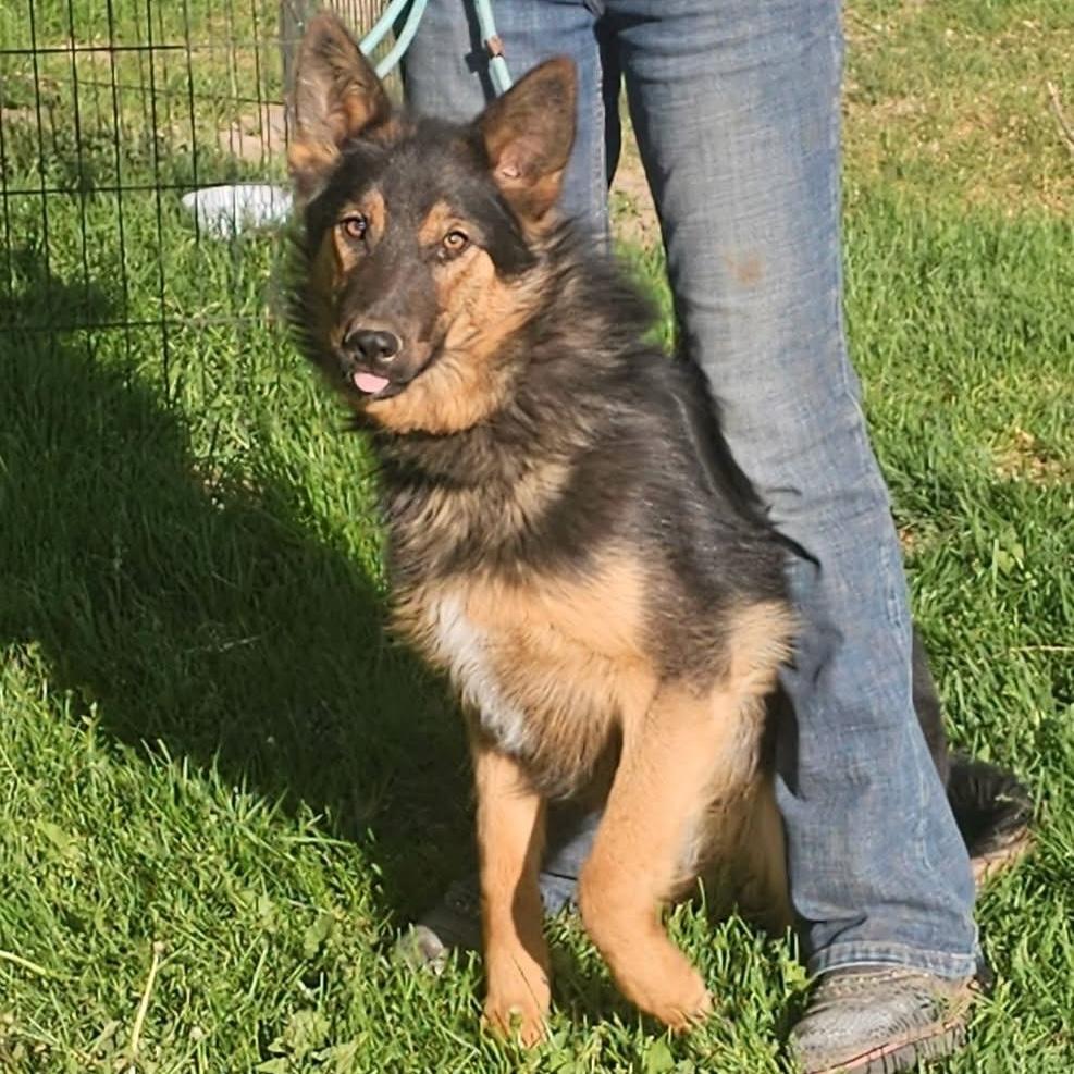 Evan, a Adoptable German Shepherd Dog in Pocatello, ID image 1/5