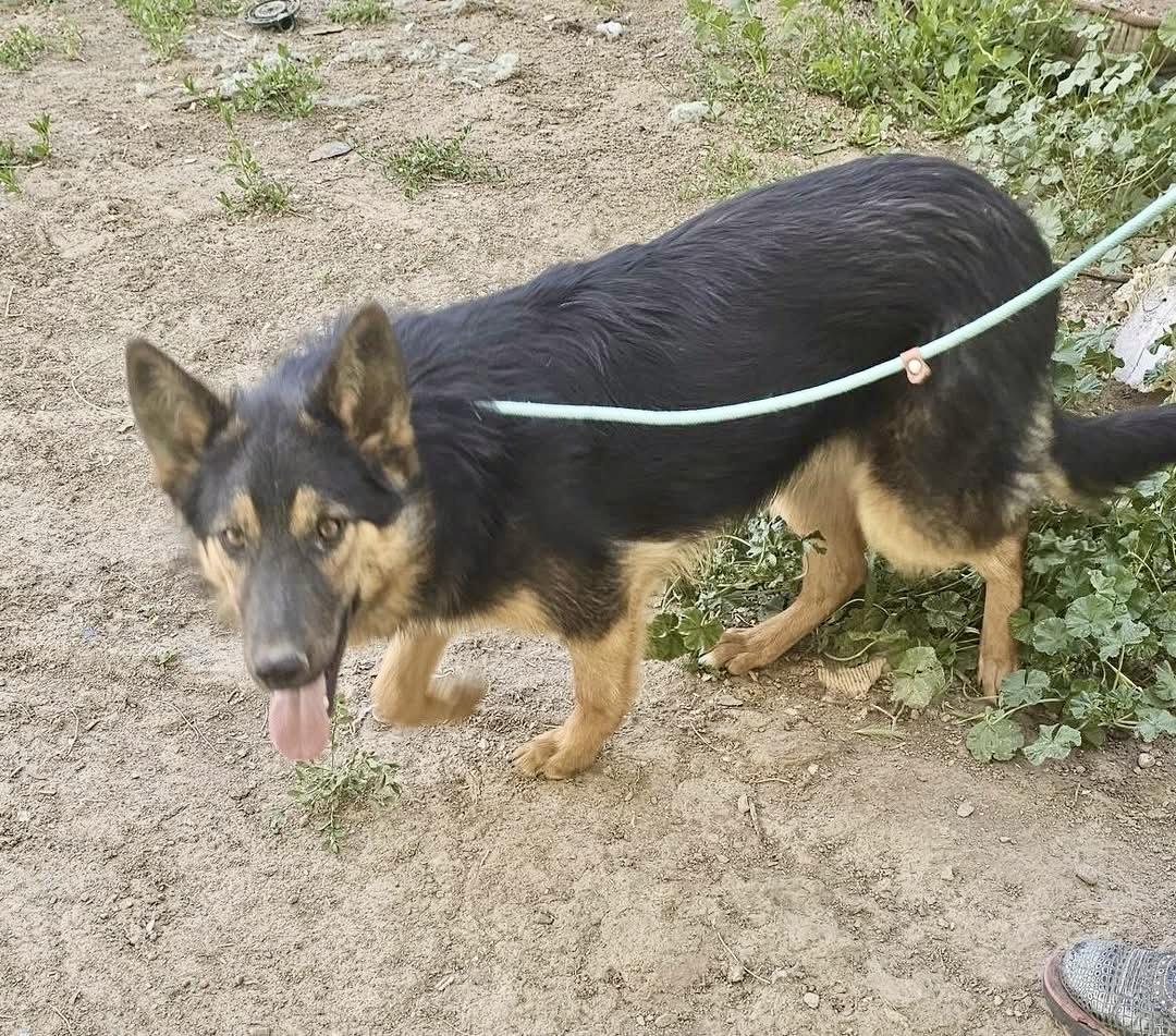 Evan, a Adoptable German Shepherd Dog in Pocatello, ID image 5/5