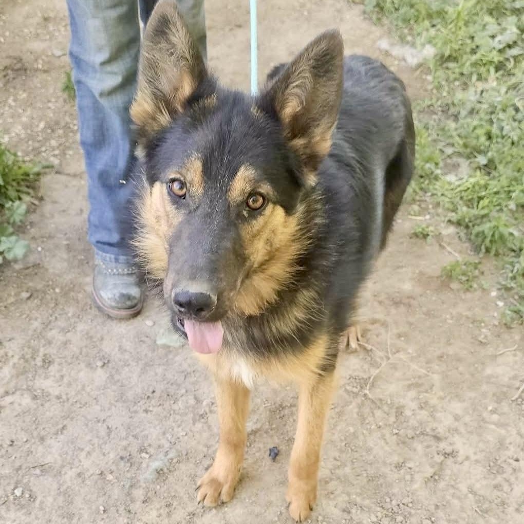 Evan, a Adoptable German Shepherd Dog in Pocatello, ID image 4/5