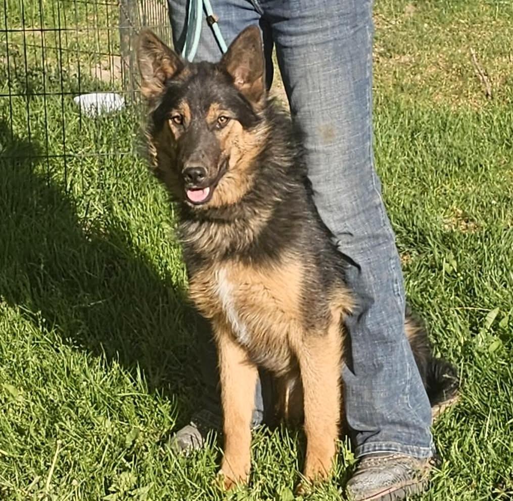 Evan, a Adoptable German Shepherd Dog in Pocatello, ID image 3/5