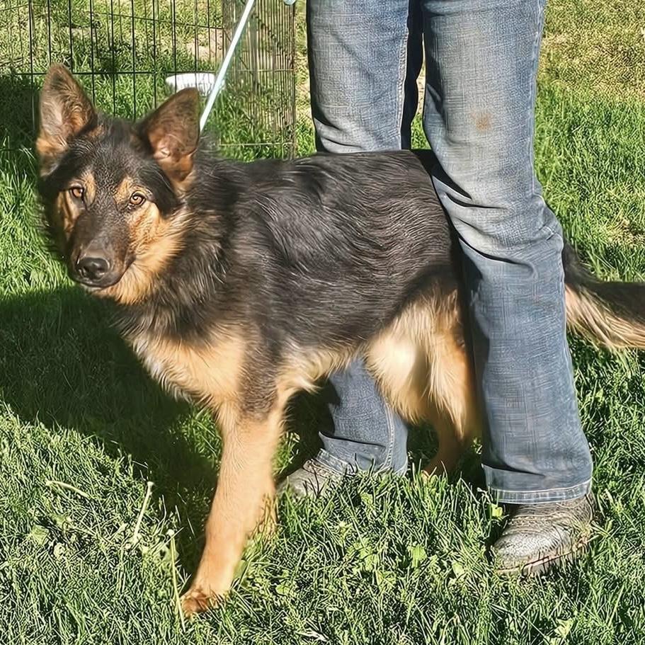 Evan, a Adoptable German Shepherd Dog in Pocatello, ID image 2/5