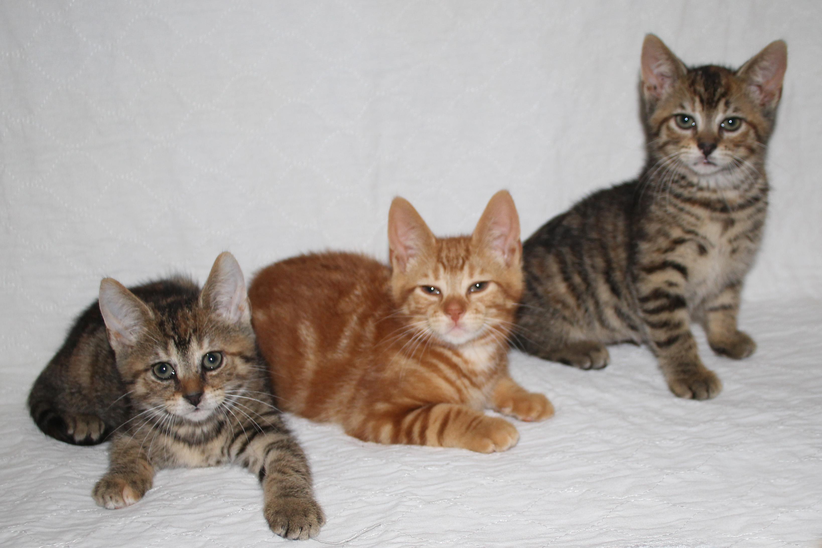 Lottie, Adopted, Kitten Female Torbie & Tabby.