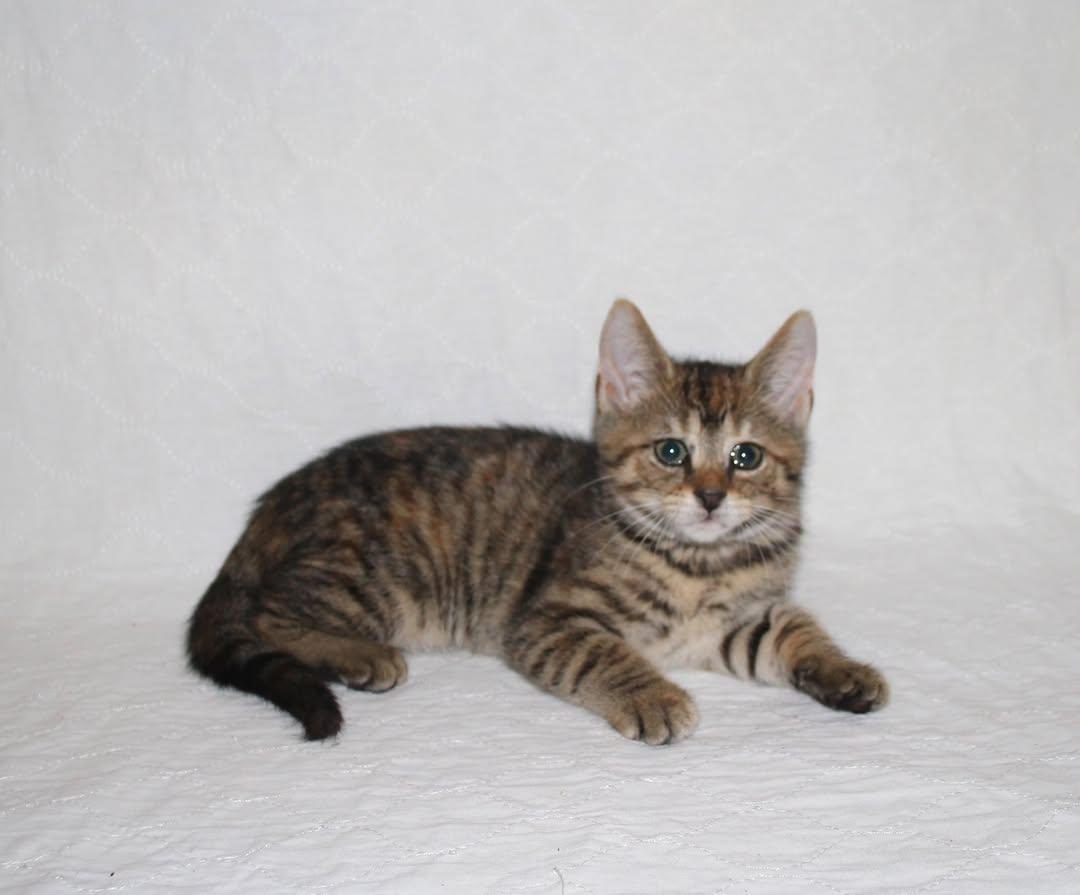 Lottie, a Adopted mixed breed in Salem, NJ image 2/4