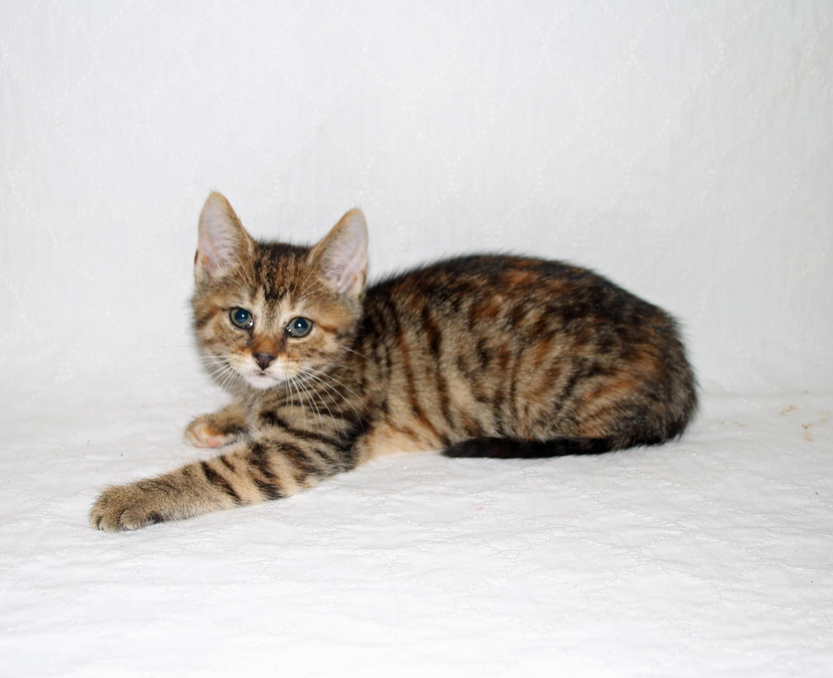 Lottie, a Adopted mixed breed in Salem, NJ image 3/4