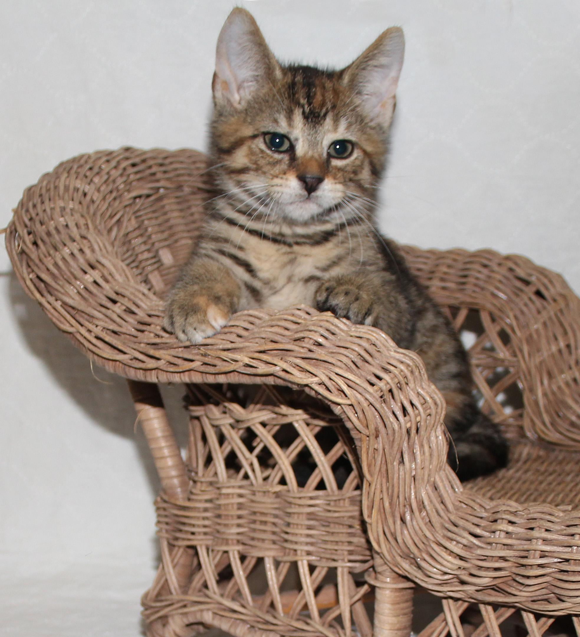 Lottie, a Adopted mixed breed in Salem, NJ image 4/4