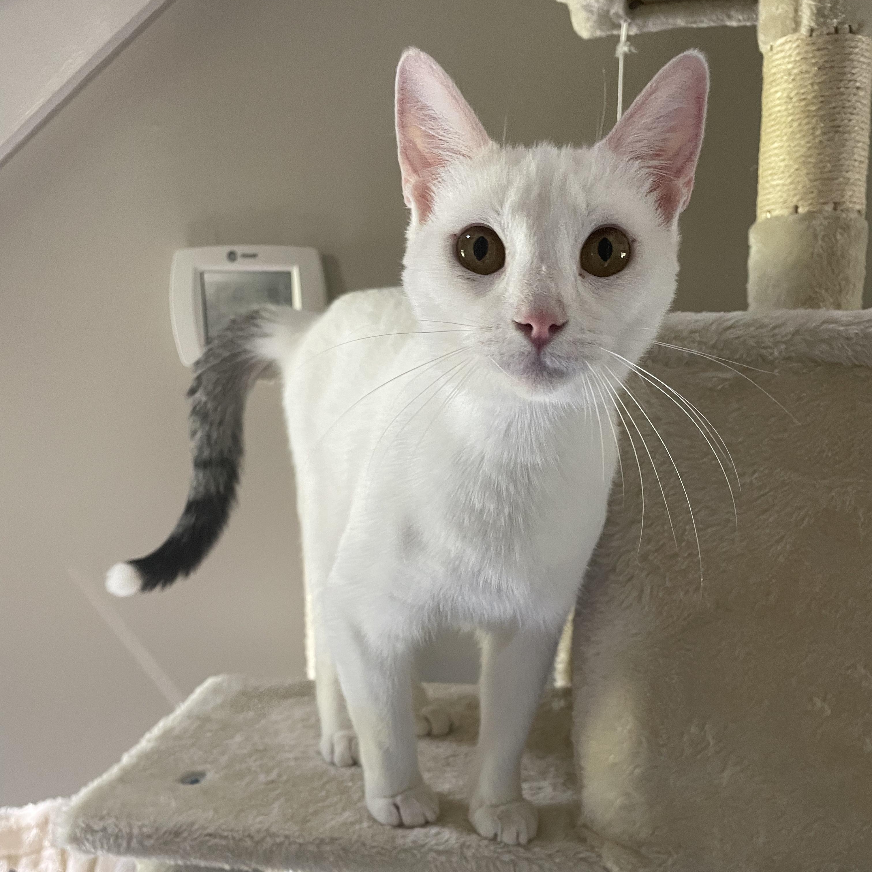 Enlarge Rosemary, a ADOPTABLE Domestic Short Hair in McKenzie, TN image 3/6