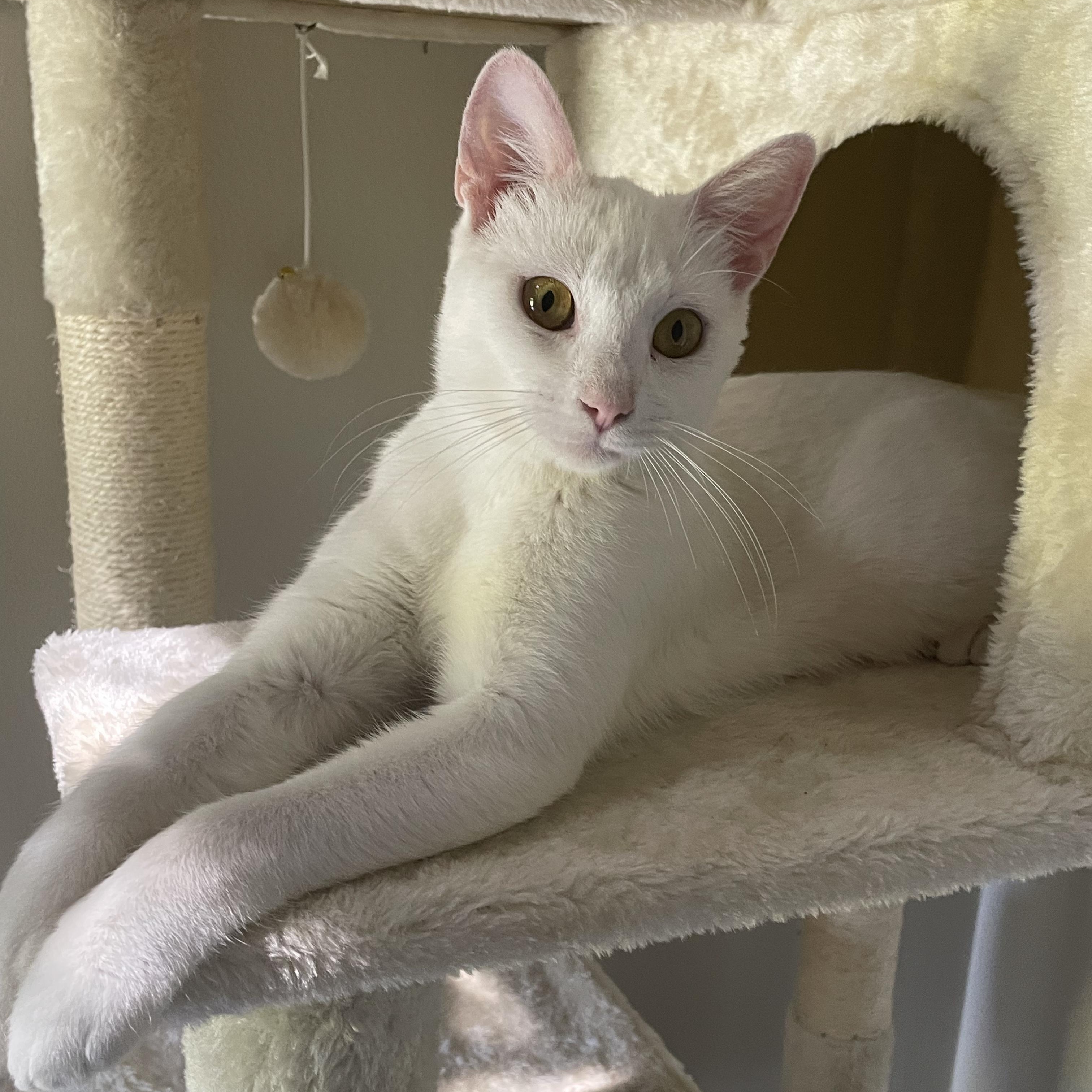 Enlarge Rosemary, a ADOPTABLE Domestic Short Hair in McKenzie, TN image 2/6