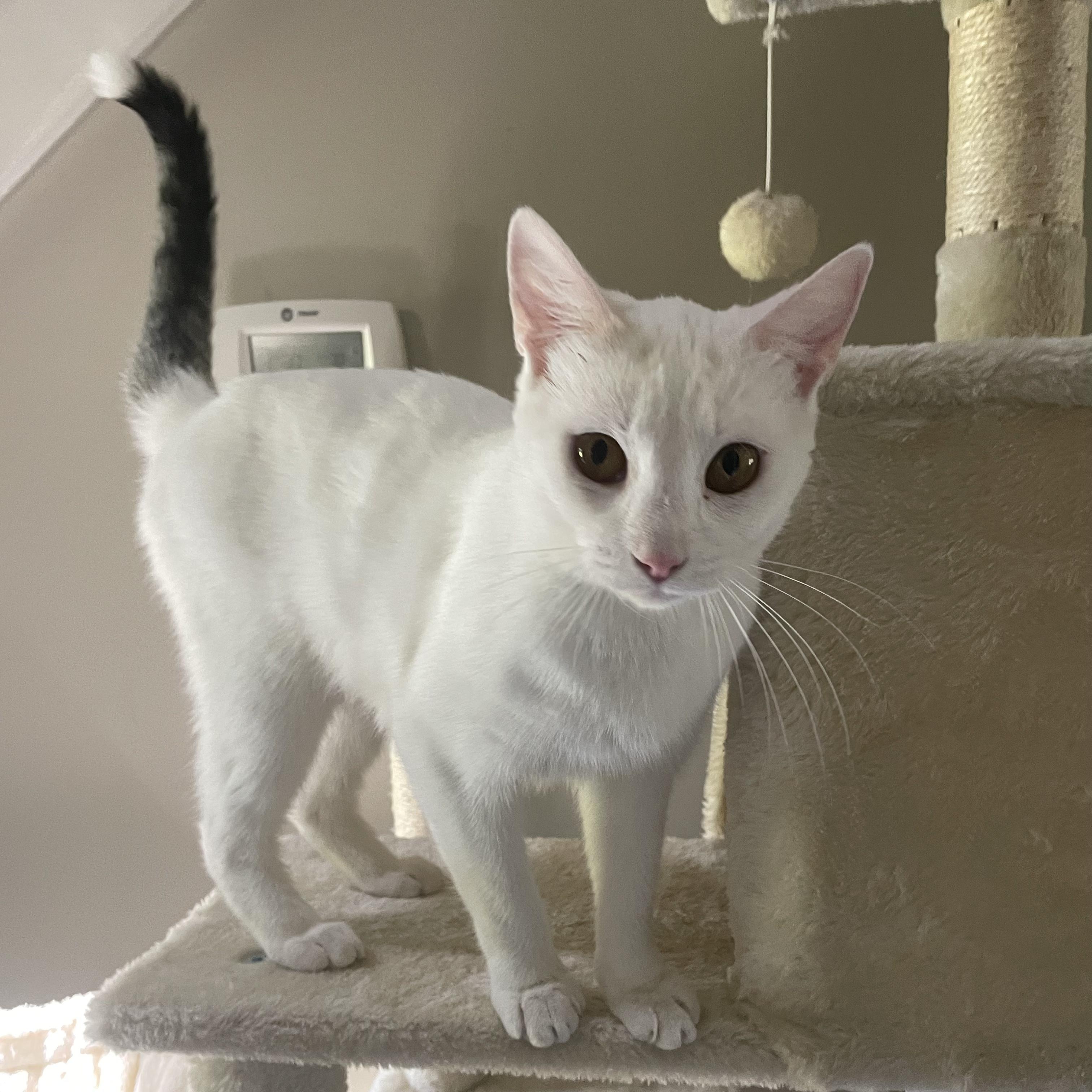 Enlarge Rosemary, a ADOPTABLE Domestic Short Hair in McKenzie, TN image 4/6
