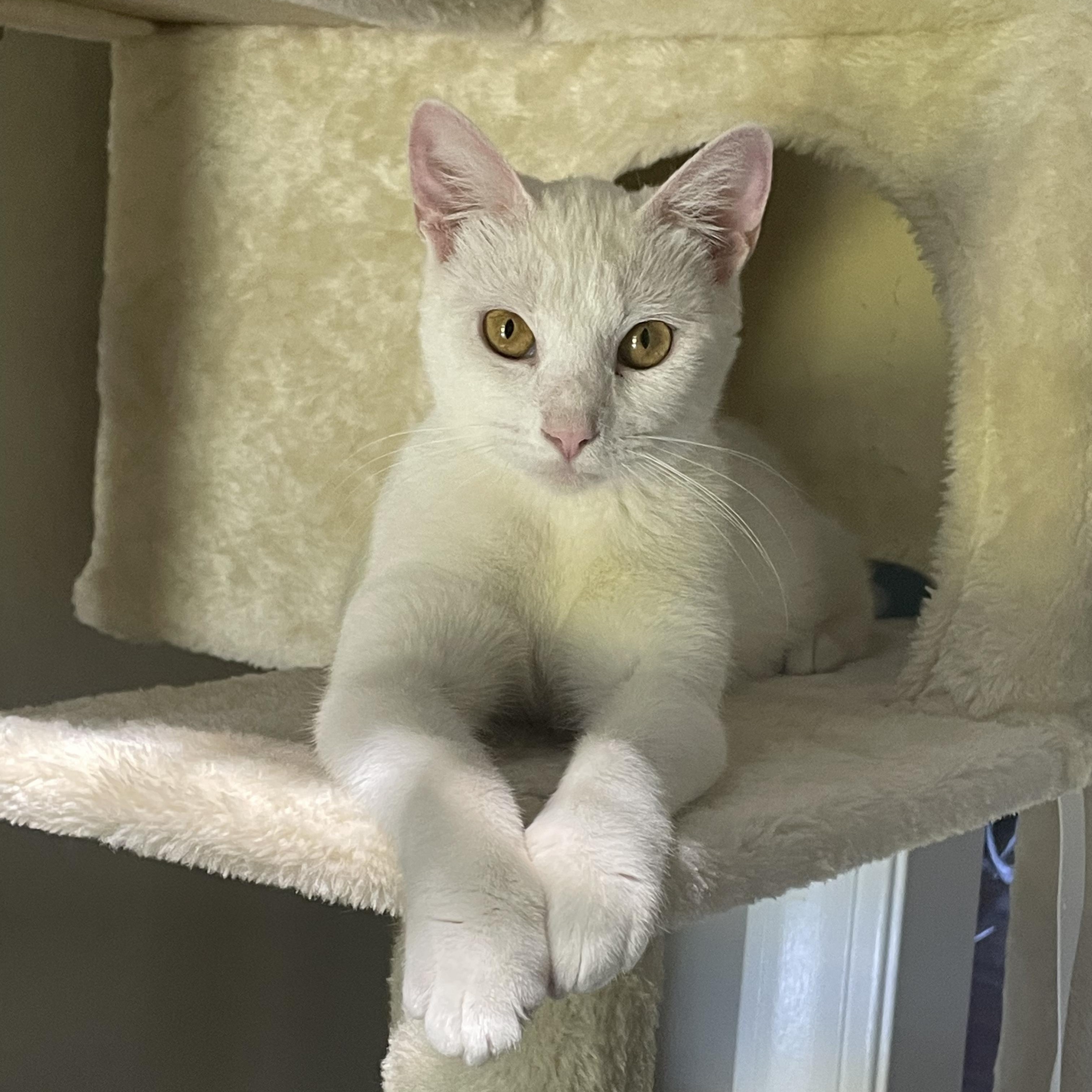 Rosemary, ADOPTABLE, Young Female Domestic Short Hair.