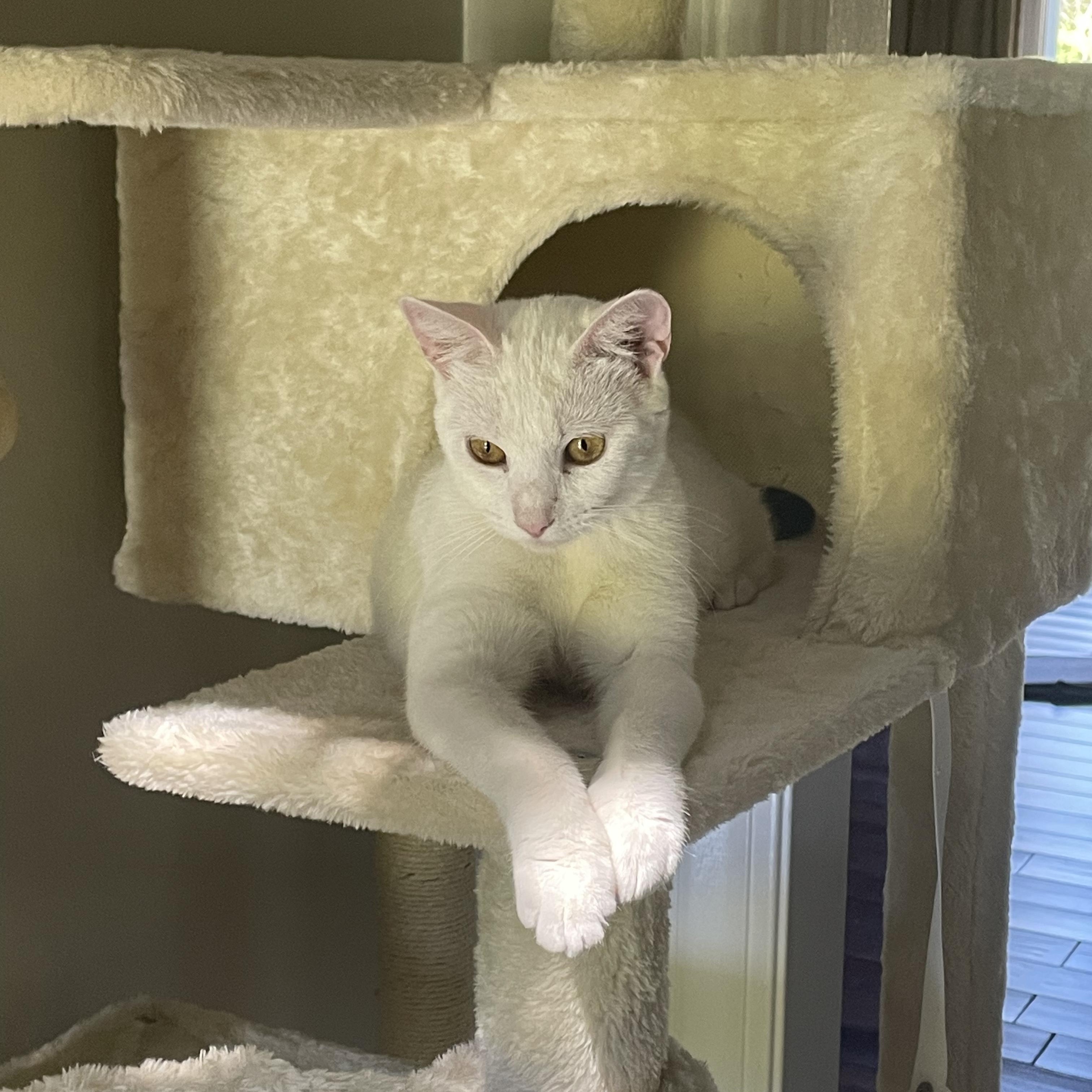 Enlarge Rosemary, a ADOPTABLE Domestic Short Hair in McKenzie, TN image 6/6