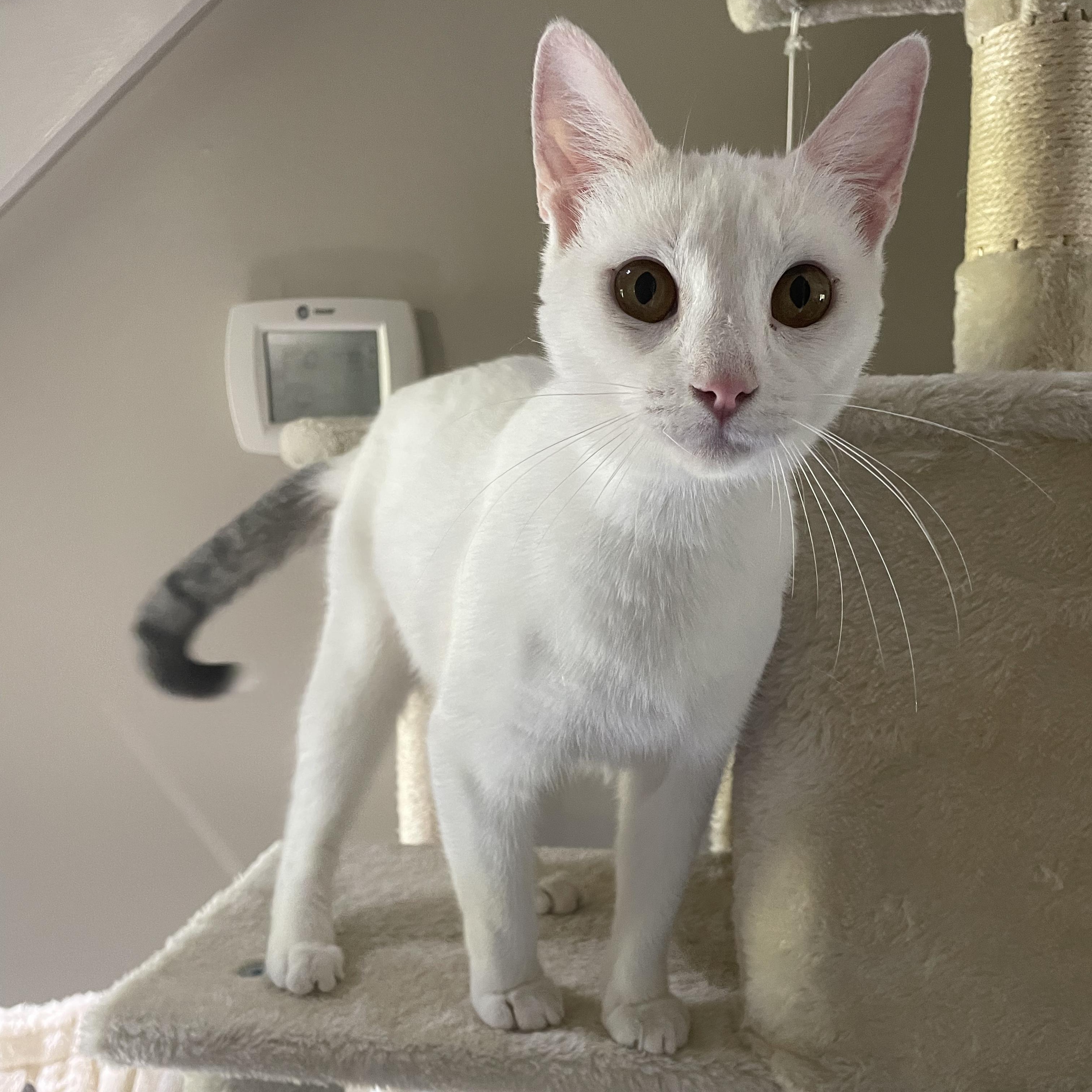 Enlarge Rosemary, a ADOPTABLE Domestic Short Hair in McKenzie, TN image 5/6
