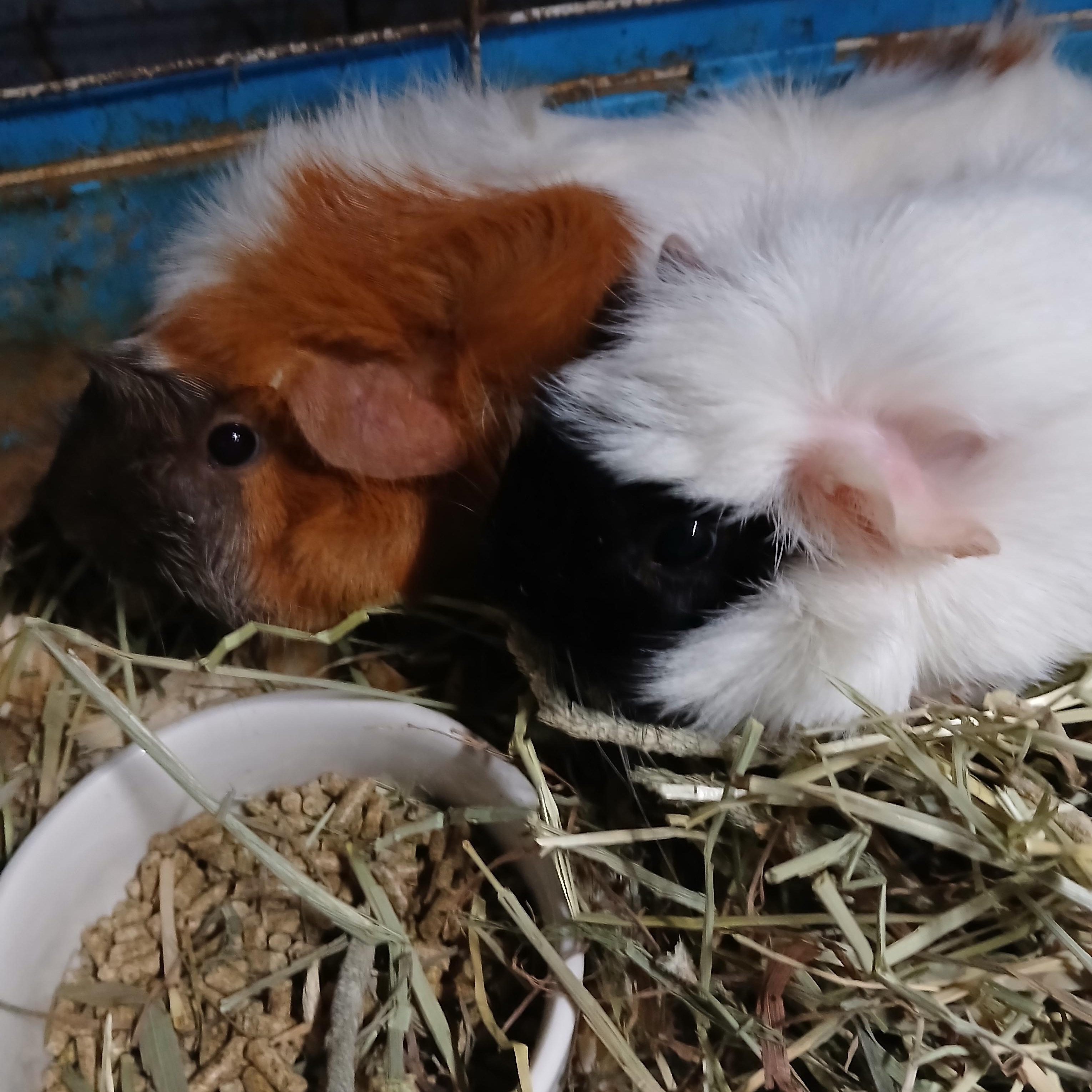Enlarge Butters and Beans, a Adopted Abyssinian in Dearborn, MO image 1/3