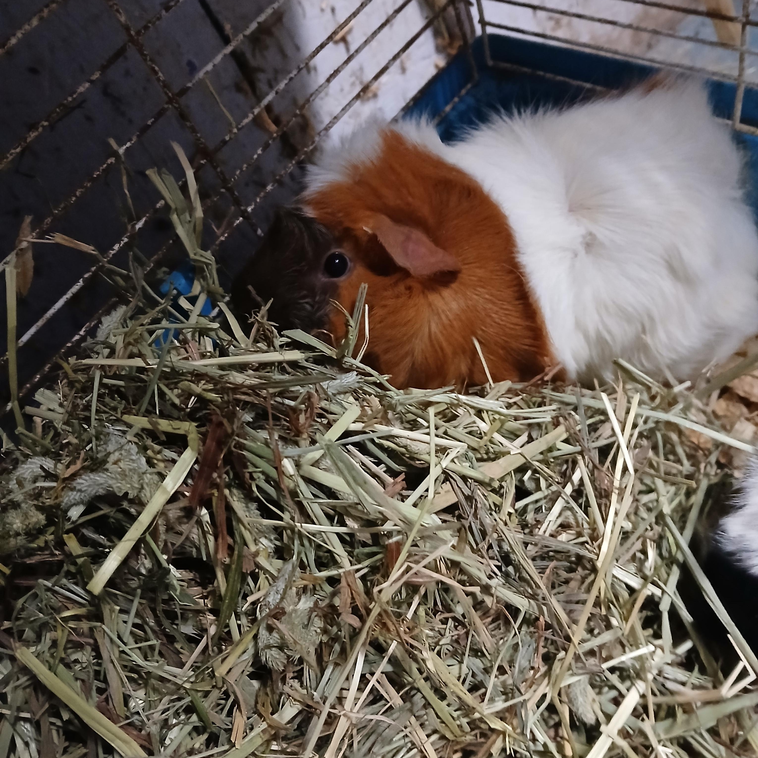 Enlarge Butters and Beans, a Adopted Abyssinian in Dearborn, MO image 3/3