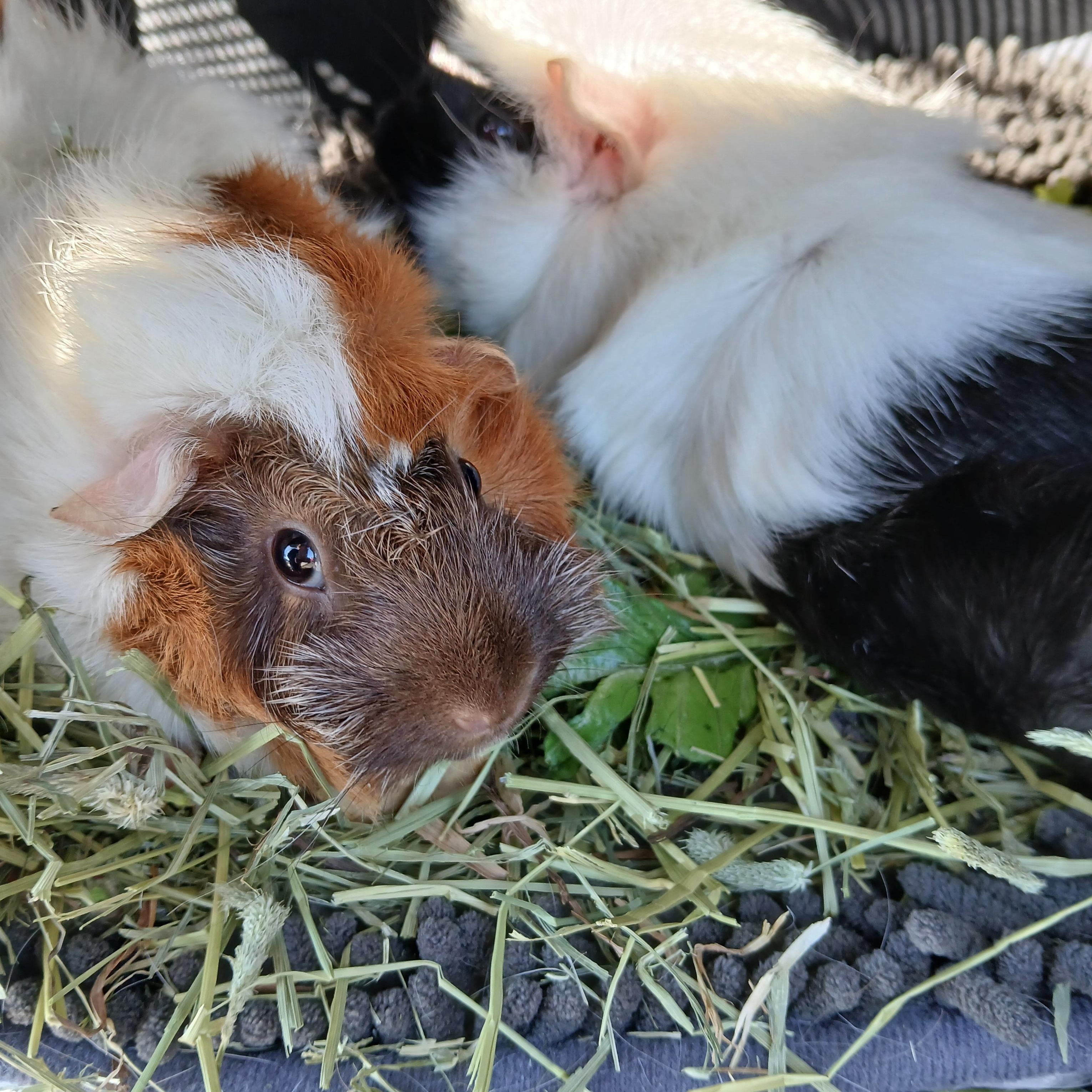 Enlarge Butters and Beans, a Adopted Abyssinian in Dearborn, MO image 2/3