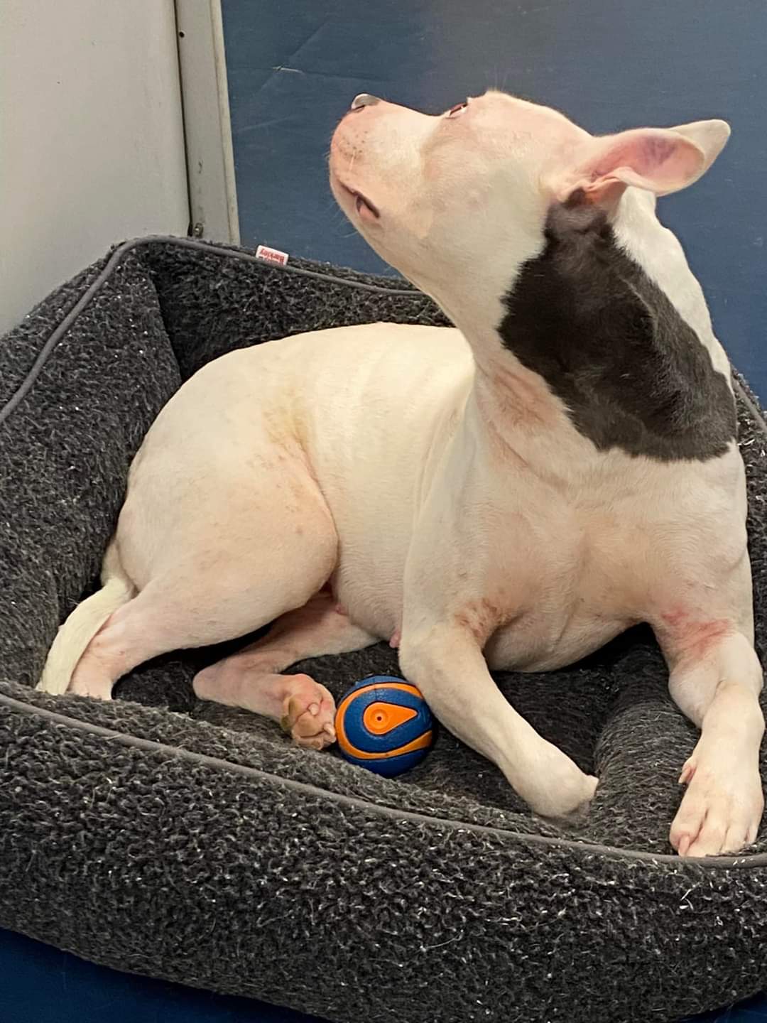 Kenna, a Adoptable Pit Bull Terrier in Memphis, TN image 4/6