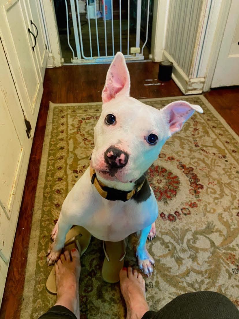 Kenna, a Adoptable Pit Bull Terrier in Memphis, TN image 1/6