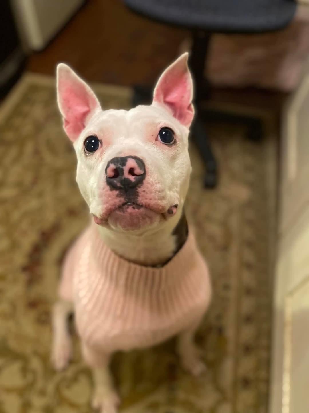 Kenna, a Adoptable Pit Bull Terrier in Memphis, TN image 5/6