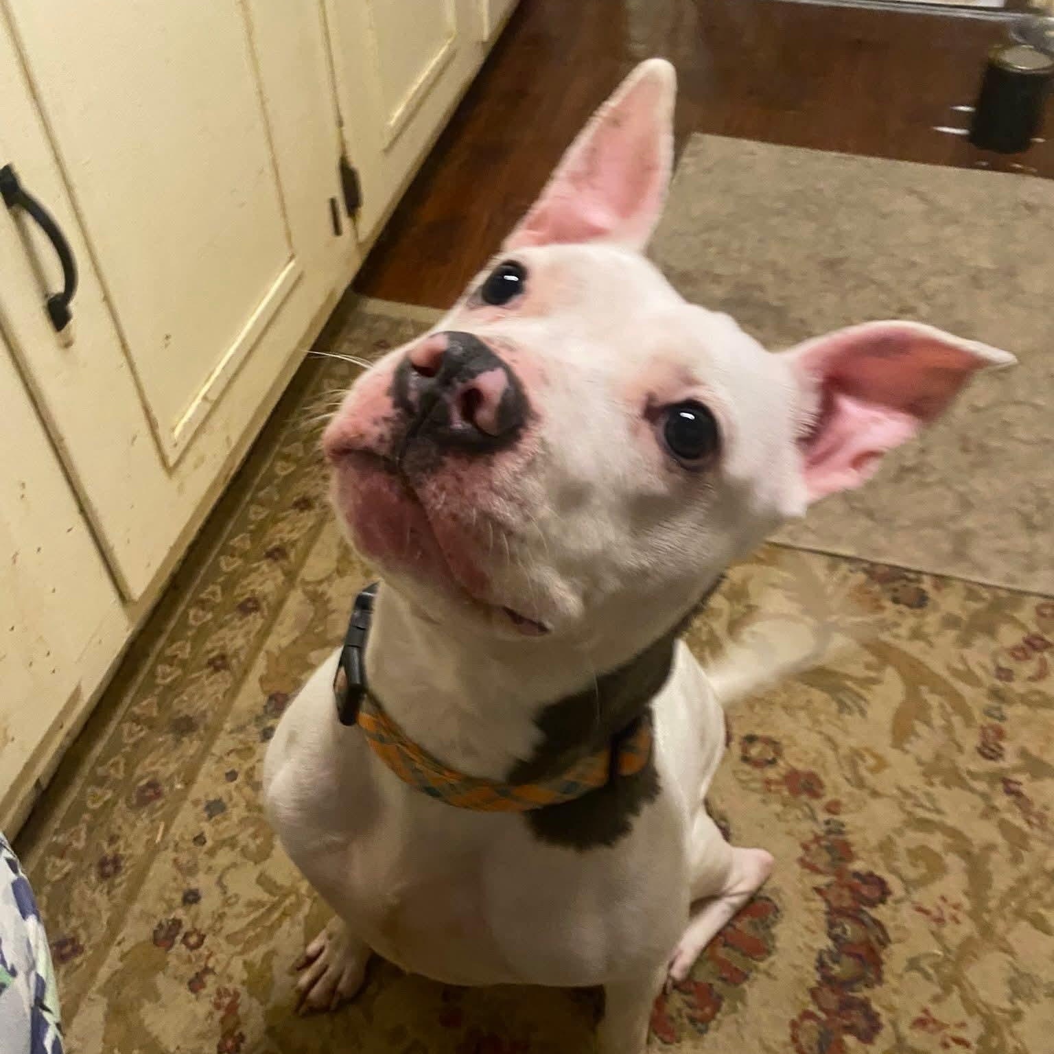 Enlarge Kenna, a Adoptable Pit Bull Terrier in Memphis, TN image 6/6