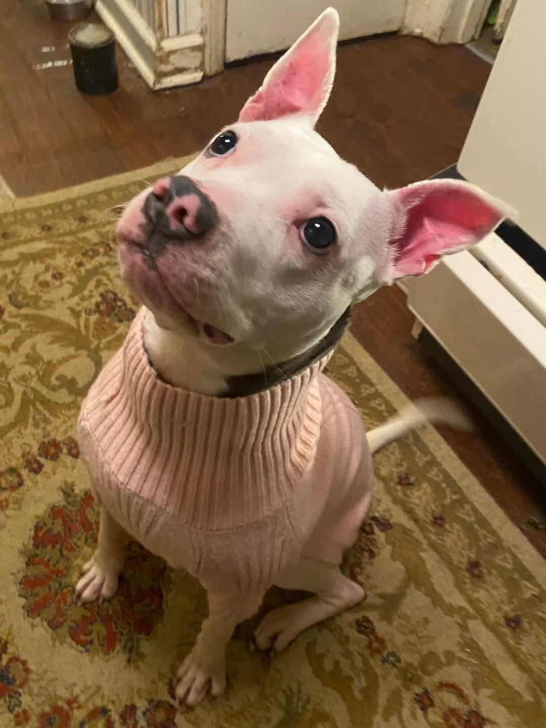 Kenna, a Adoptable Pit Bull Terrier in Memphis, TN image 6/6