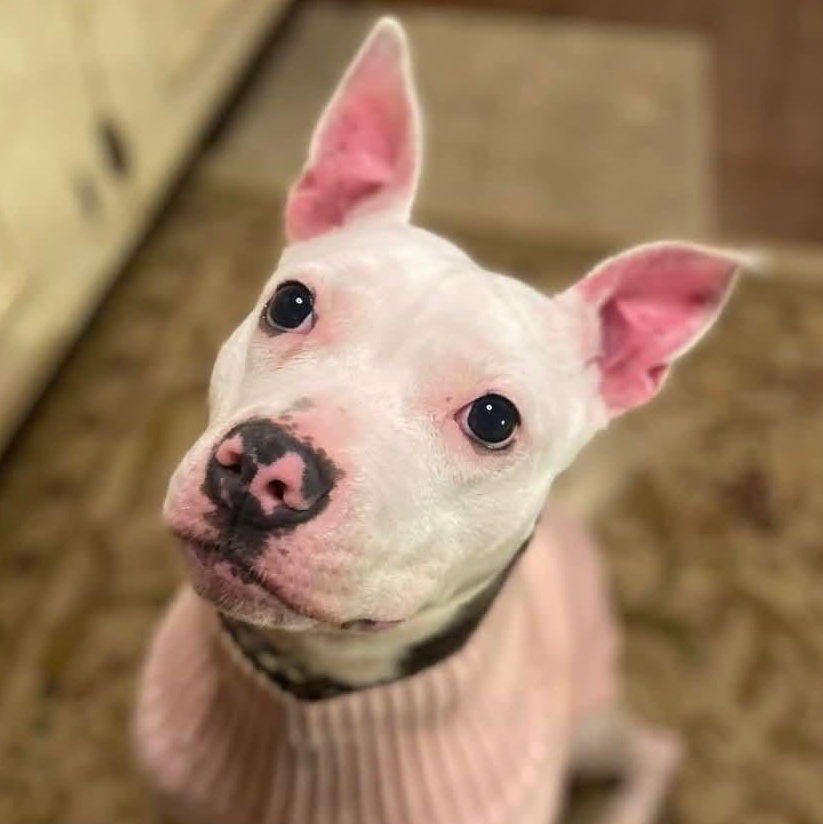 Kenna, a Adoptable Pit Bull Terrier in Memphis, TN image 2/6