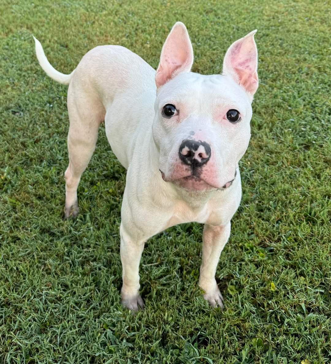 Kenna, a Adoptable Pit Bull Terrier in Memphis, TN image 3/6