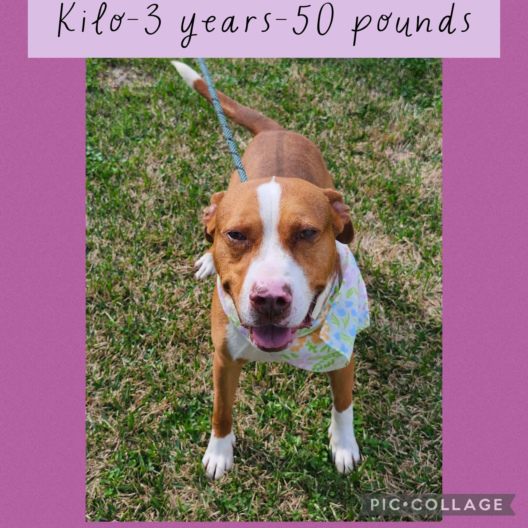 Enlarge Kilo, a Adoptable mixed breed in New Iberia, LA image 1/1