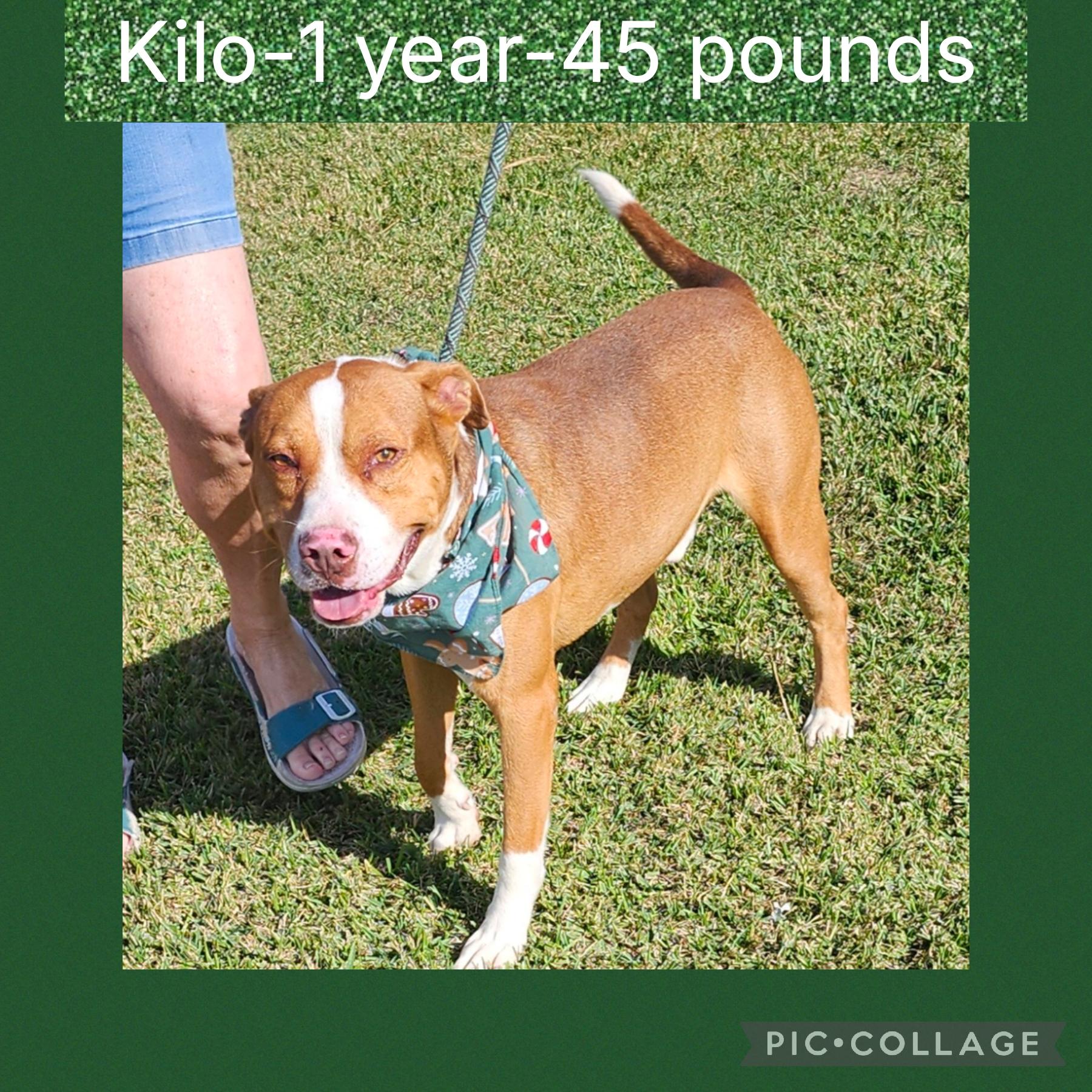 Kilo, Adoptable, Adult Male Pit Bull Terrier.