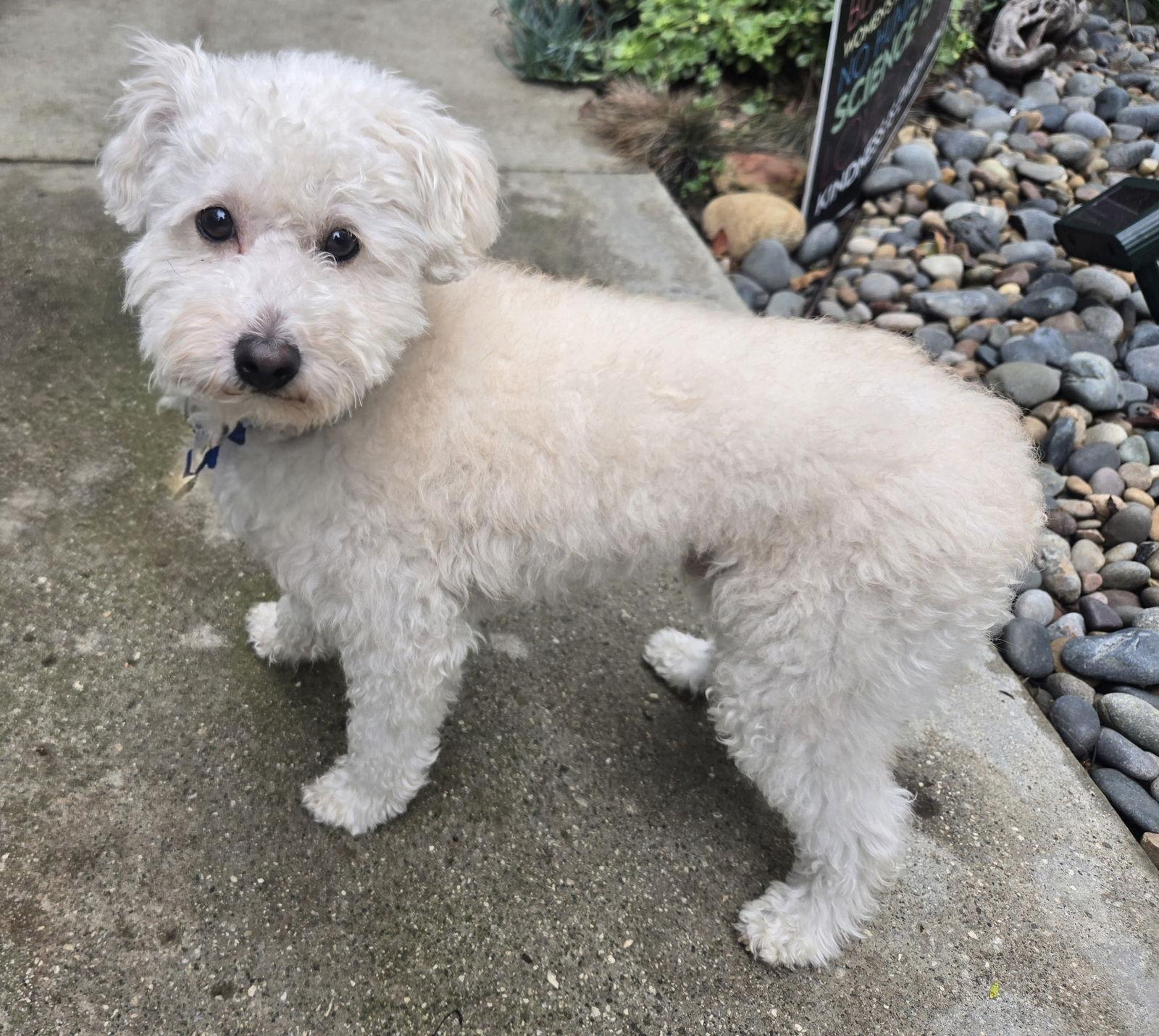 Enlarge Pumpkin, a Adopted mixed breed in Los Angeles, CA image 1/3