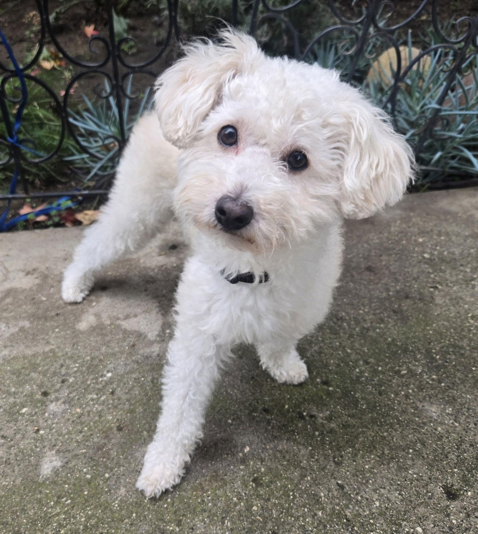 Enlarge Pumpkin, a Adopted mixed breed in Los Angeles, CA image 2/3