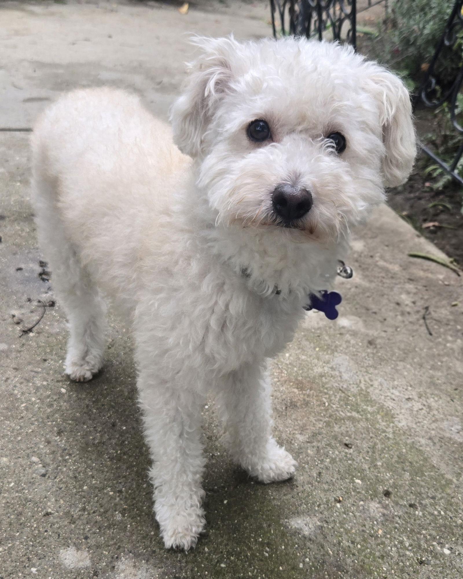 Enlarge Pumpkin, a Adopted mixed breed in Los Angeles, CA image 3/3