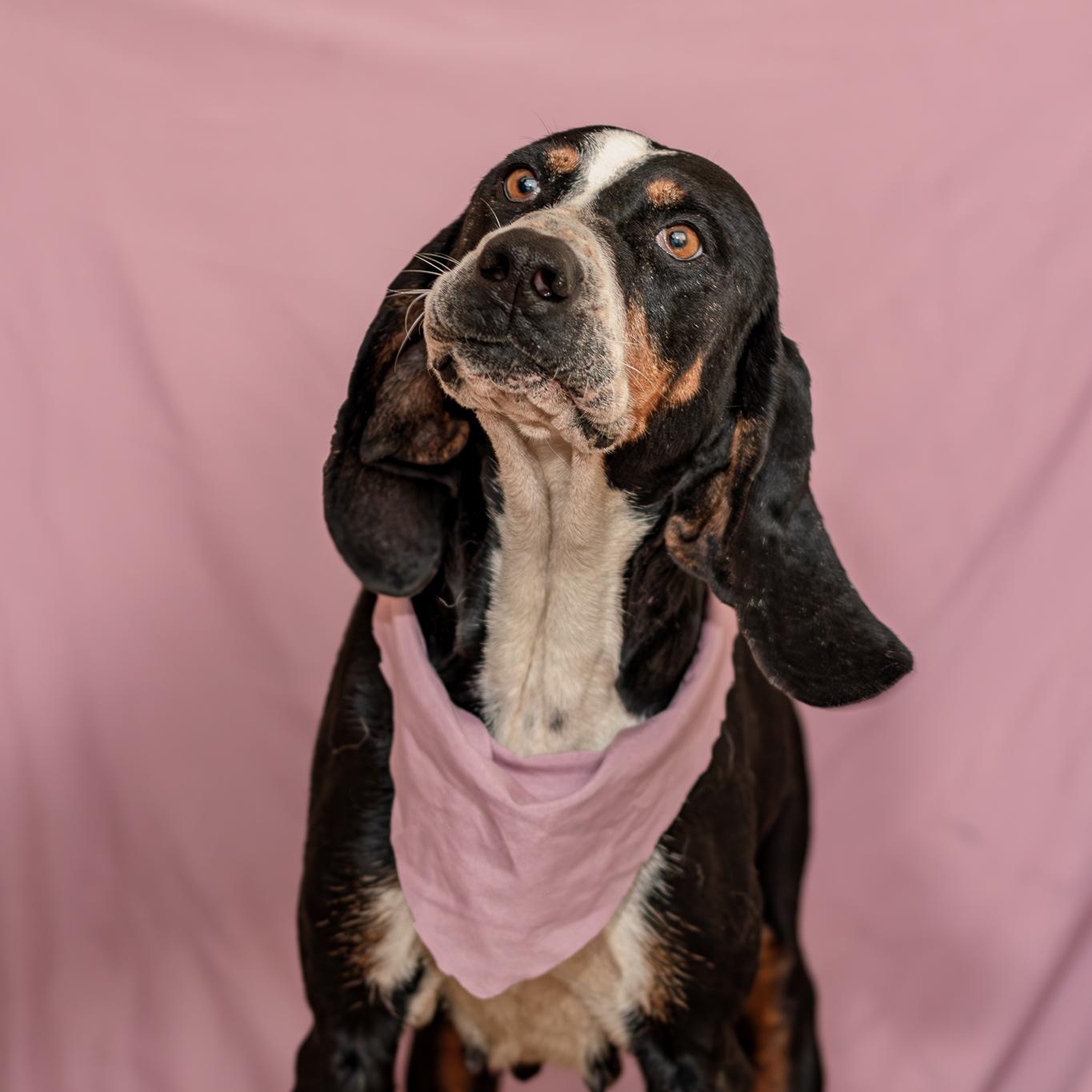Diana, Adoptable, Young Female Black and Tan Coonhound.